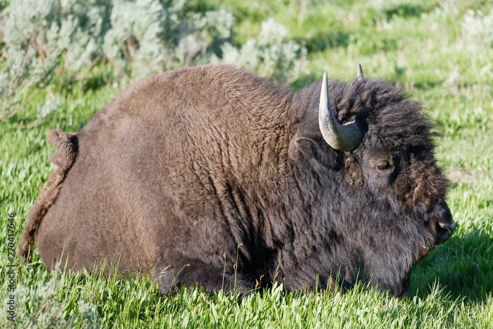 American Bison in Yellowstone National Park American Bison in Yellowstone National Park