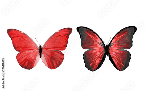 Canvas Print beautiful two red butterflies isolated on white background