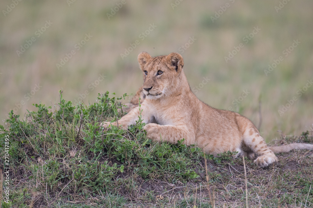 Lion cub in Masai Mara