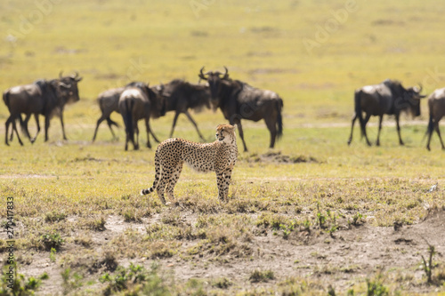 Fototapeta Naklejka Na Ścianę i Meble -  Cheetah in Masai Mara Game Reserve, Kenya