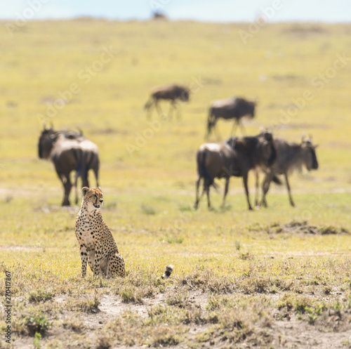 Fototapeta Naklejka Na Ścianę i Meble -  Cheetah in Masai Mara Game Reserve, Kenya