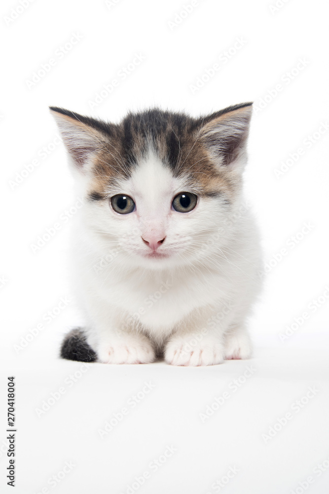 Cute white tabby kitten on white