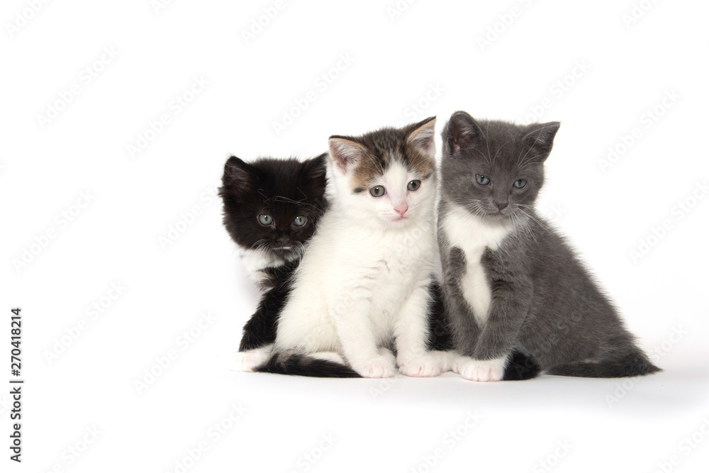 Three cute kittens on white