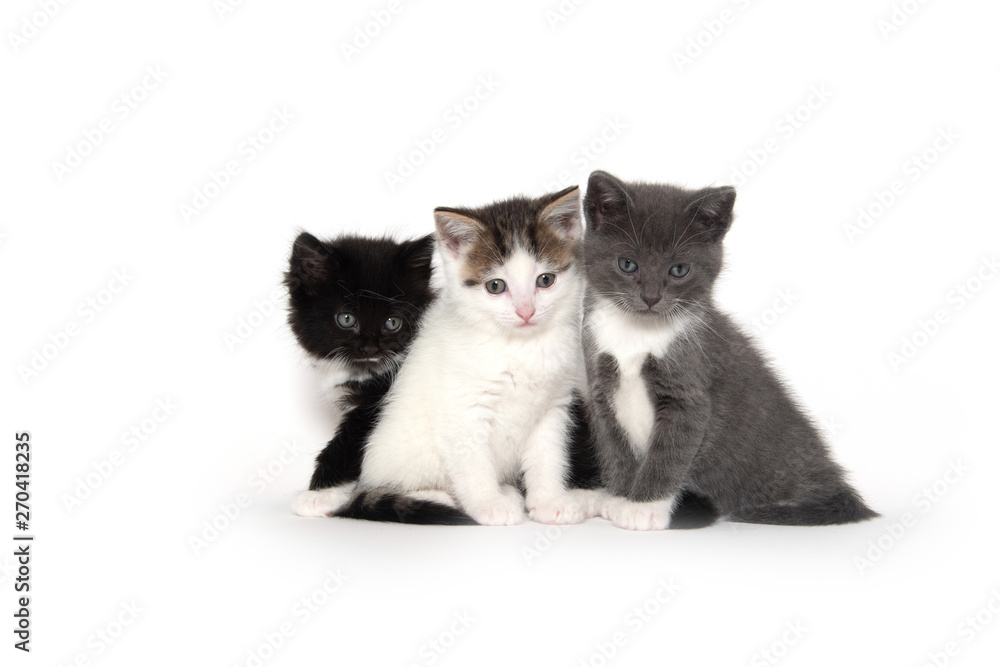 Obraz premium Three cute kittens on white