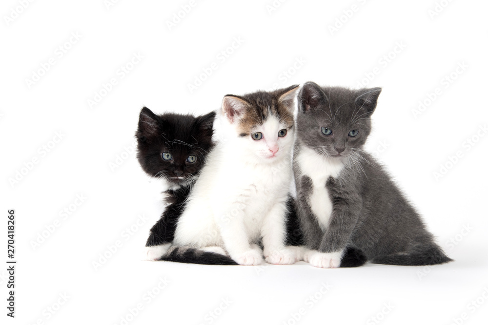 Obraz premium Three cute kittens on white