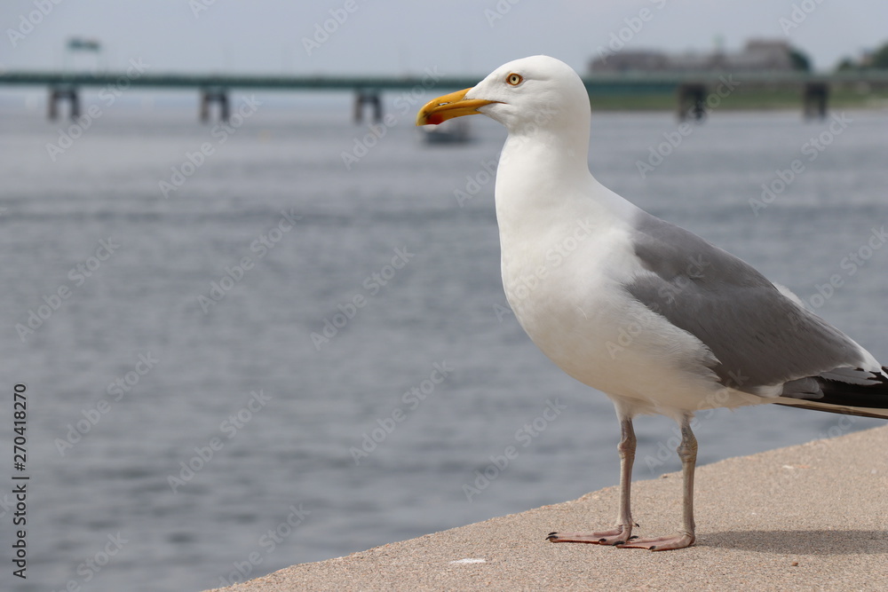 Obraz premium Animals World