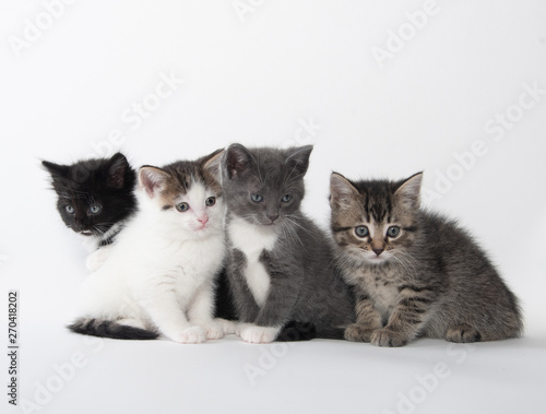Four cute kittens on white
