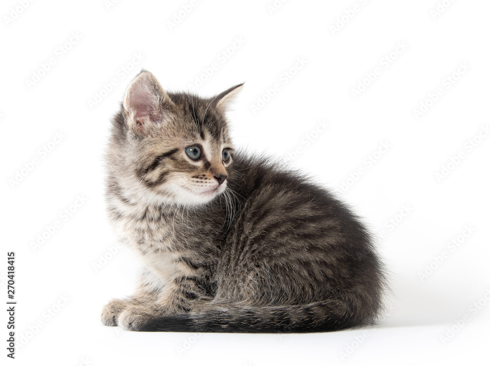 Obraz premium Cute tabby kitten on white