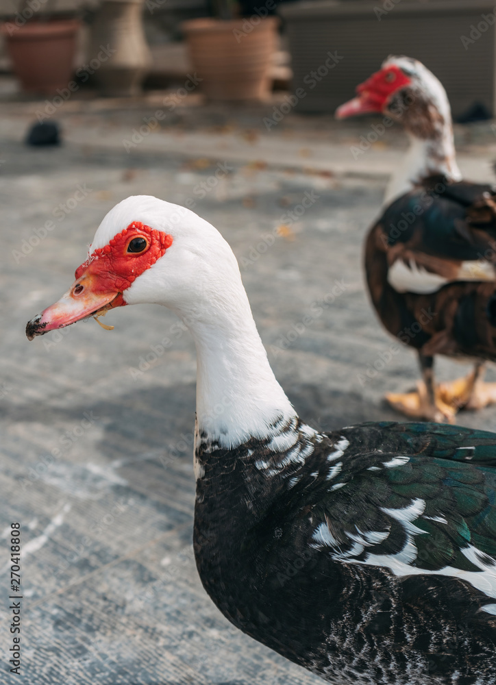 domestic ducks in Greece walk on their territory domestic ducks in Greece walk on their territory