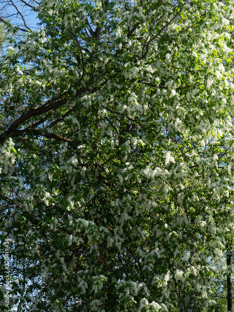 Beautiful white cherry flowers on a blue sky background.