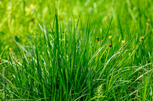 grass in early morning. Sunny day concept. Natural background. grass close-up