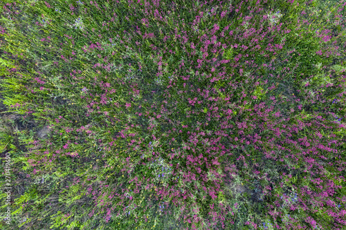 wild field, view from above