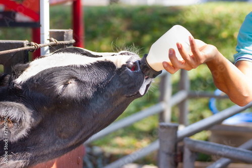 Baby cow feeding on milk bottle by hand men © piyaphunjun