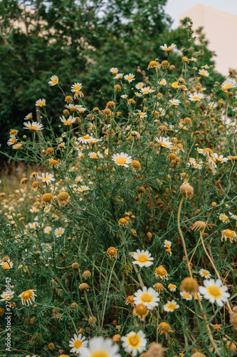 the bushes of daisies
