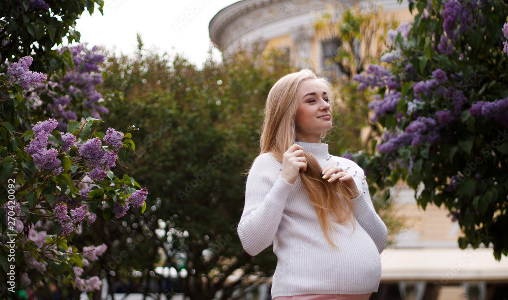 pregnant blonde girl in white sweater holding hands belly with long hair on background of lilac and trees with big belly on eighth month of pregnancy pregnant blonde girl in white sweater holding hands belly with long hair on background of lilac and trees with big belly on eighth month of pregnancy