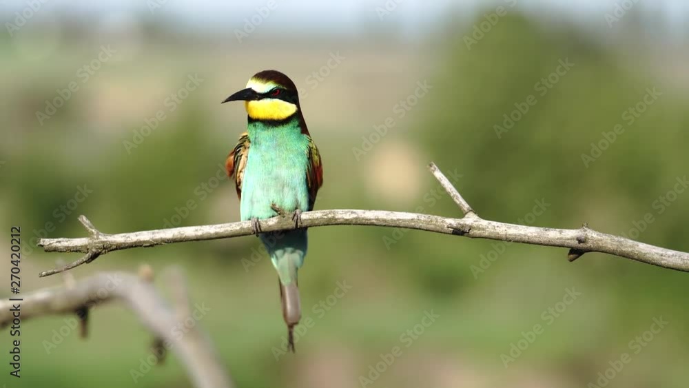 beautiful color bee-eater peels feathers while sitting on a branch beautiful color bee-eater peels feathers while sitting on a branch