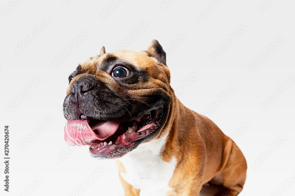 Young French Bulldog is posing. Cute white-braun doggy or pet is playing and looking happy isolated on white background. Studio photoshot. Concept of motion, movement, action. Negative space.