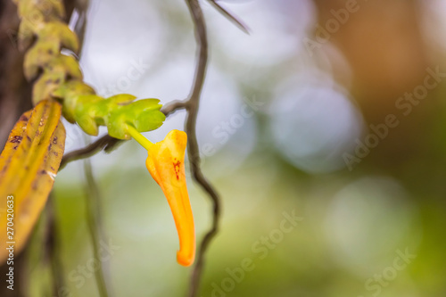 Thrixspermum centipeda, Beautiful rare wild orchids in tropical forest of Thailand. photo