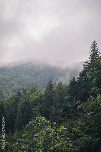 Obraz na płótnie las dolina lato panorama