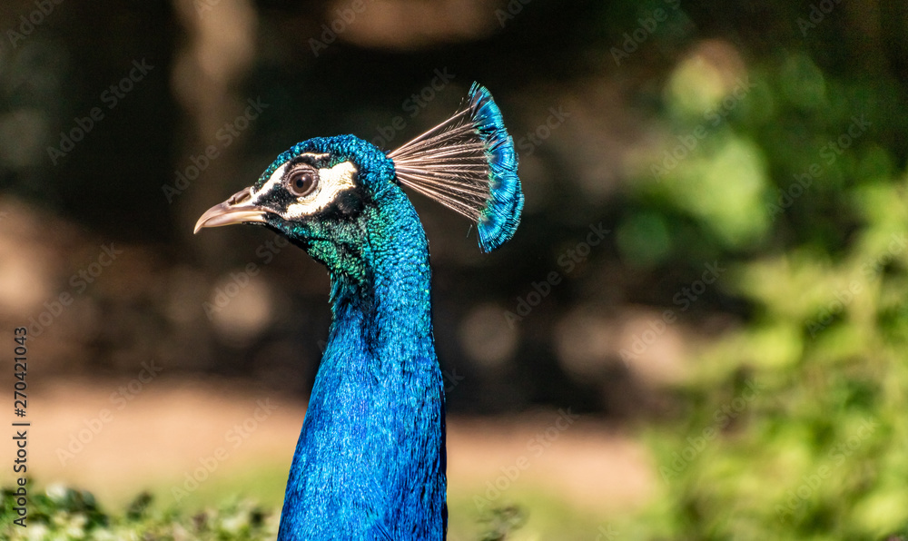 Beautiful peacock head and neck portrait Beautiful peacock head and neck portrait