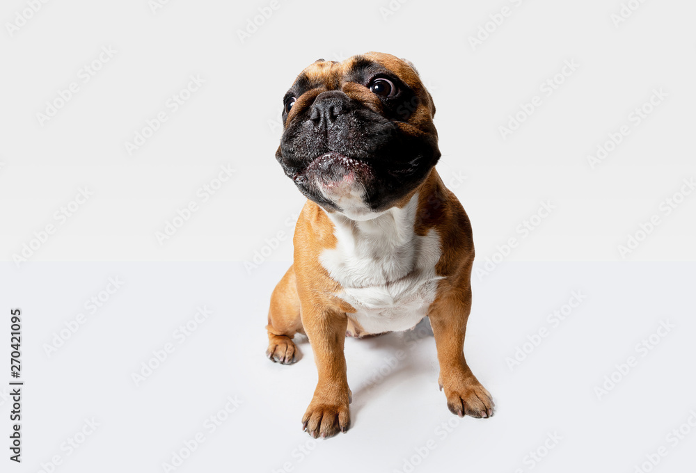 Obraz premium Young French Bulldog is posing. Cute white-braun doggy or pet is playing and looking happy isolated on white background. Studio photoshot. Concept of motion, movement, action. Negative space.