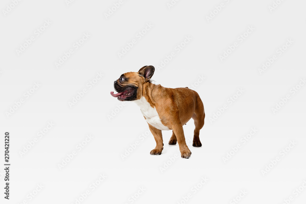Obraz premium Young French Bulldog is posing. Cute white-braun doggy or pet is playing and looking happy isolated on white background. Studio photoshot. Concept of motion, movement, action. Negative space.