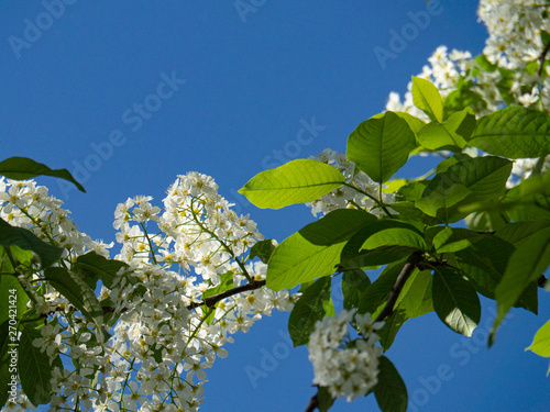 Beautiful white cherry flowers on a blue sky background. photo