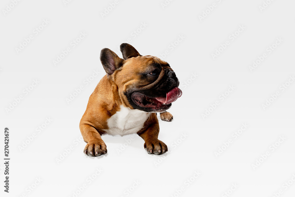 Young French Bulldog is posing. Cute white-braun doggy or pet is playing and looking happy isolated on white background. Studio photoshot. Concept of motion, movement, action. Negative space. Young French Bulldog is posing. Cute white-braun doggy or pet is playing and looking happy isolated on white background. Studio photoshot. Concept of motion, movement, action. Negative space.
