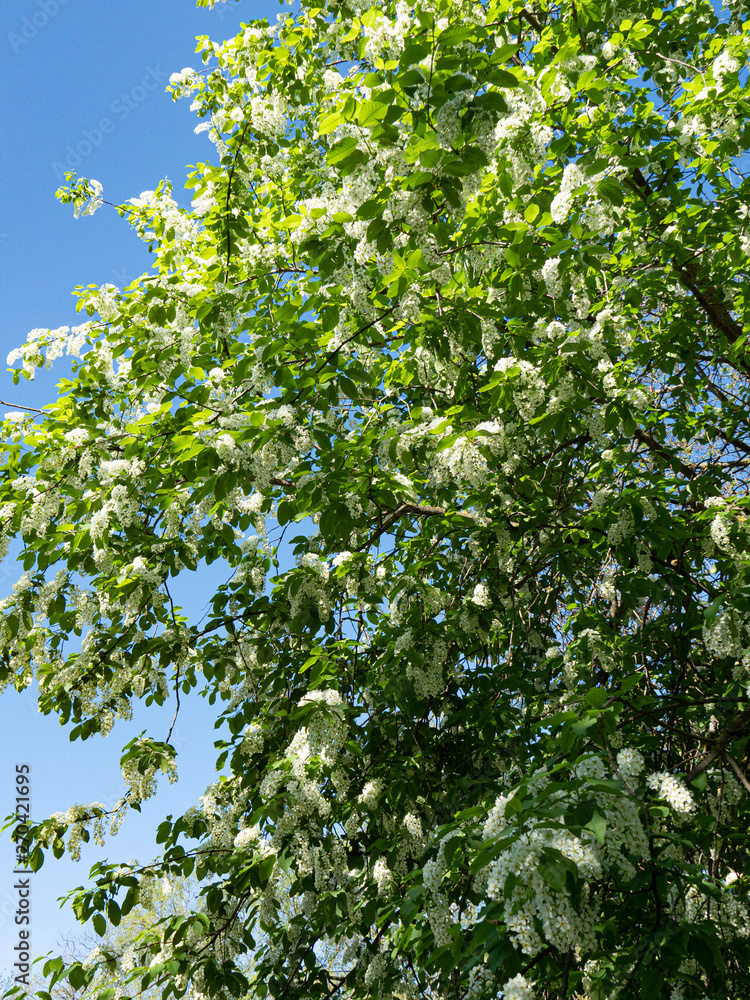 Beautiful white cherry flowers on a blue sky background. Beautiful white cherry flowers on a blue sky background.
