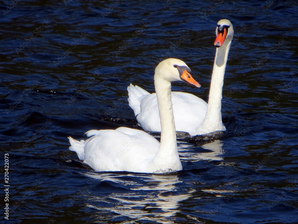Obraz premium Schwäne am See