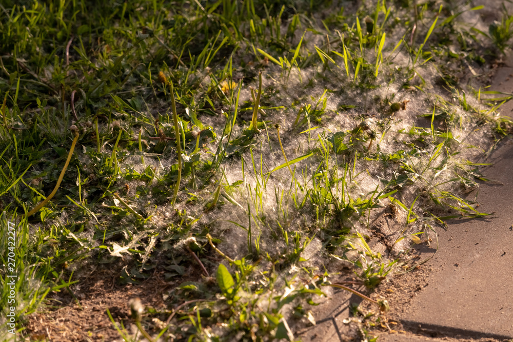 White fluff lies on the edge of the road on the green grass. concept poplar allergy. Topolinny down, seeds, lie on the green grass in the city. Fluffy tree seeds poplar. Reproduction of trees. White fluff lies on the edge of the road on the green grass. concept poplar allergy. Topolinny down, seeds, lie on the green grass in the city. Fluffy tree seeds poplar. Reproduction of trees.