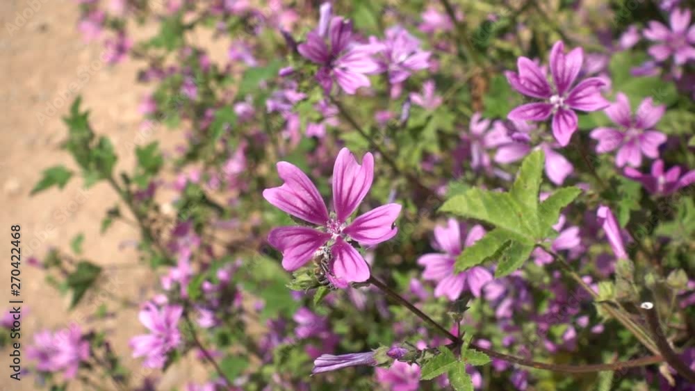 Bee collecting pollen from purple flower and flying away. Slow motion. Bee collecting pollen from purple flower and flying away. Slow motion.
