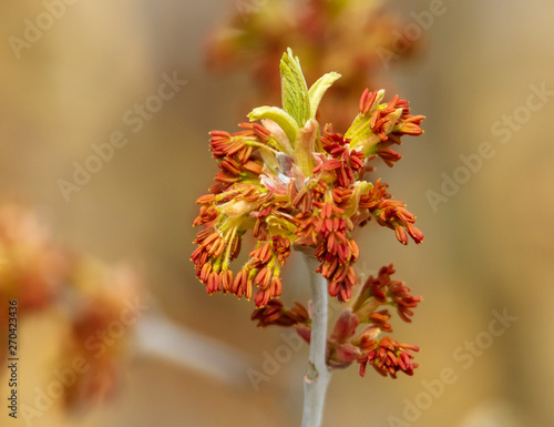 Flowers on the maple in spring