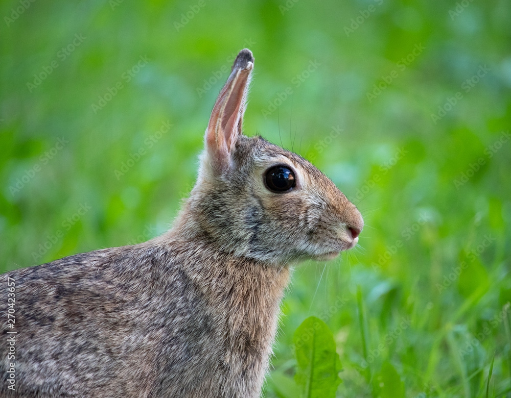 little rabbit in nature with green background