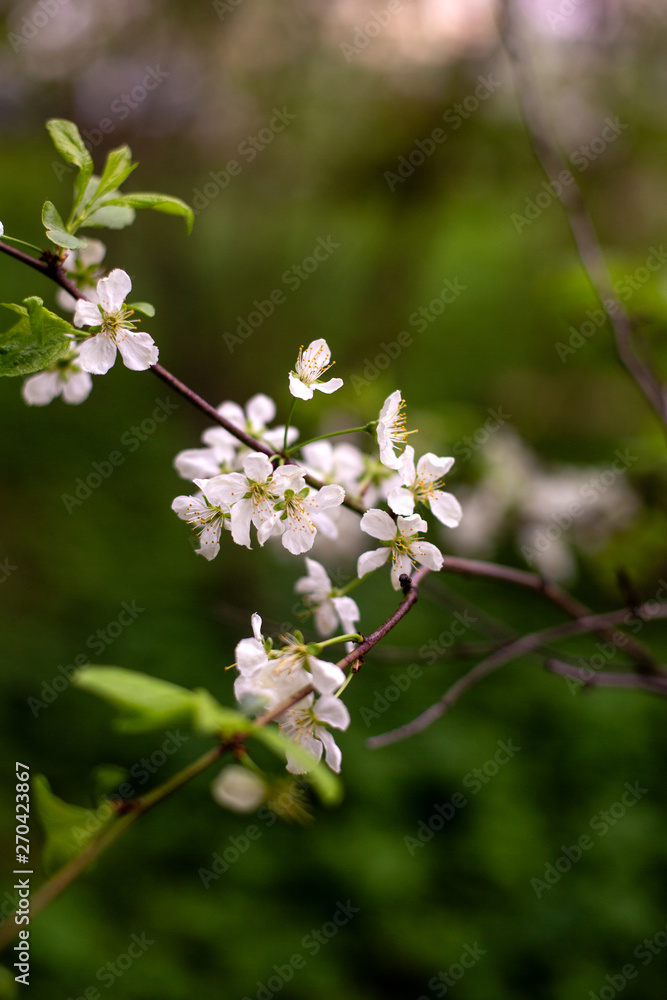 Beautiful spring branches of cherry tree in blooming rural garden Beautiful spring branches of cherry tree in blooming rural garden