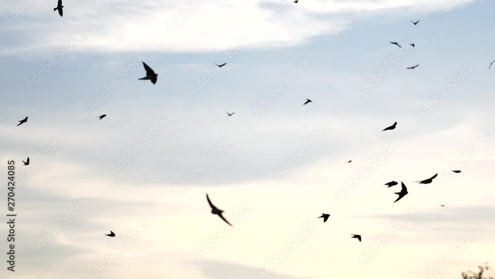 flock of birds fly at slow motion motion at dawn flock of birds fly at slow motion motion at dawn