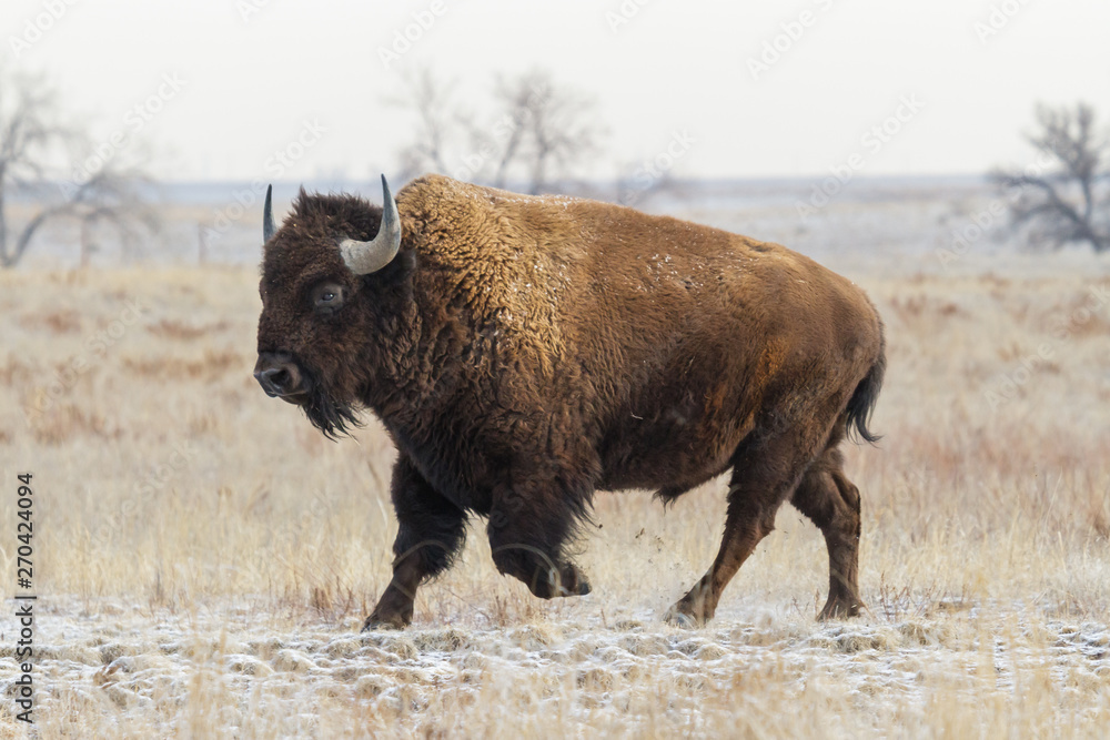 American Bison on the High Plains of Colorado