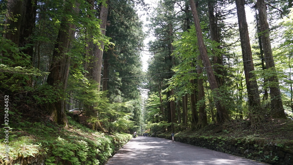 Obraz premium 日光東照宮へ続く道