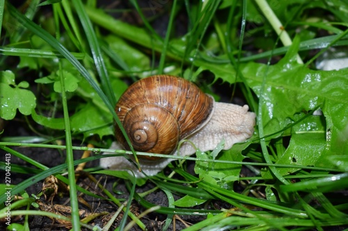 Terrestrial molluscs or land molluscs are ecological group that includes allmolluscs that lives on land in contrast to freshwater and marine molluscs