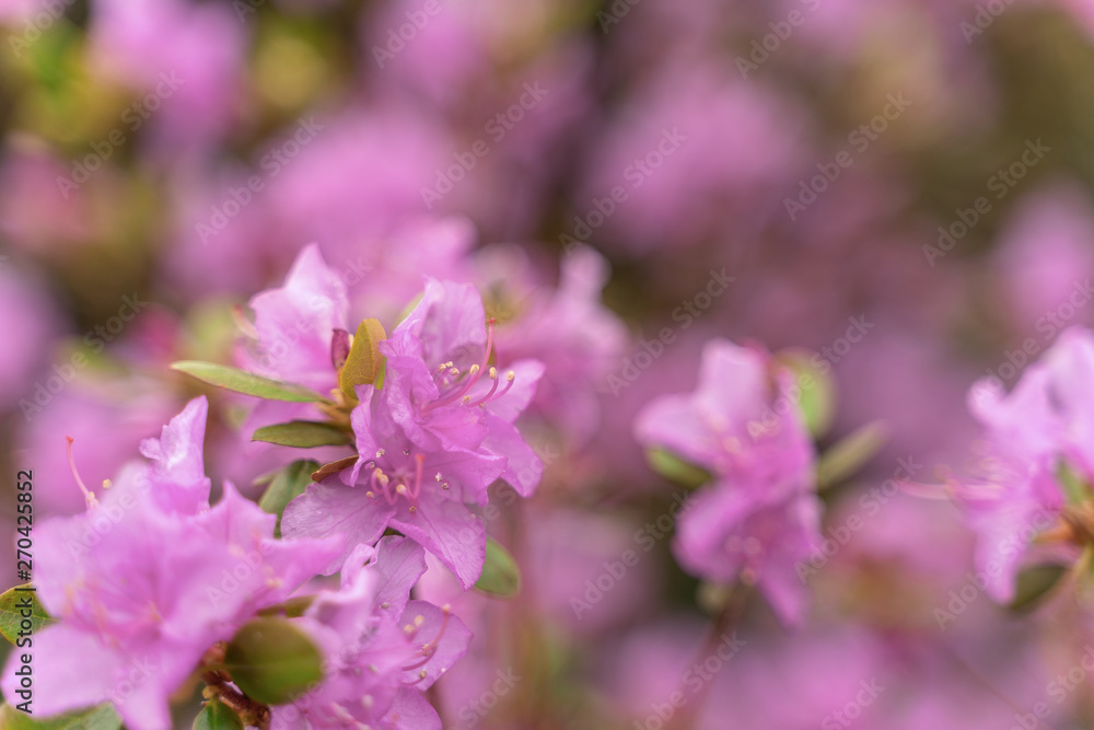 Amazing view of colorful rododendron blooming in the garden under sunlight. Natural flower background. Spring Day. Outdoors.