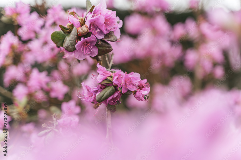 Amazing view of colorful rododendron blooming in the garden under sunlight. Natural flower background. Spring Day. Outdoors. Amazing view of colorful rododendron blooming in the garden under sunlight. Natural flower background. Spring Day. Outdoors.
