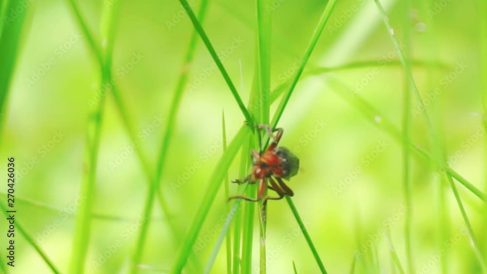 summer time.little funny mustache beetle sitting on a green leaf.excellent summer screensaver for your design.close-up.macro shooting.shallow depth of field. summer time.little funny mustache beetle sitting on a green leaf.excellent summer screensaver for your design.close-up.macro shooting.shallow depth of field.