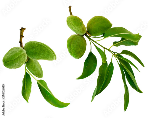 Fotótapéta Green almond branches and fruits or nuts isolated on white background