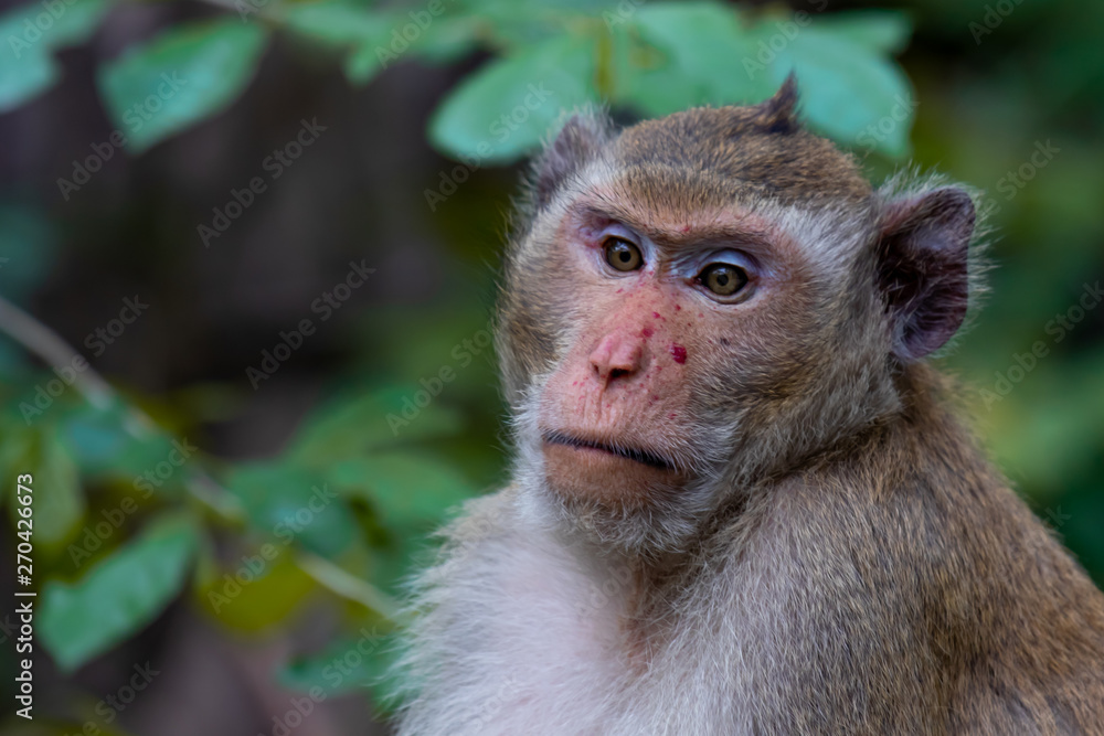 The young monkey stared at something with caution. The young monkey stared at something with caution.