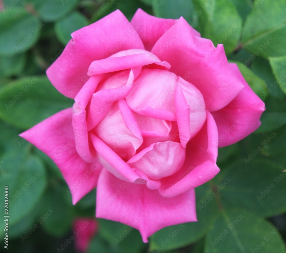 Isolated Garden Rose