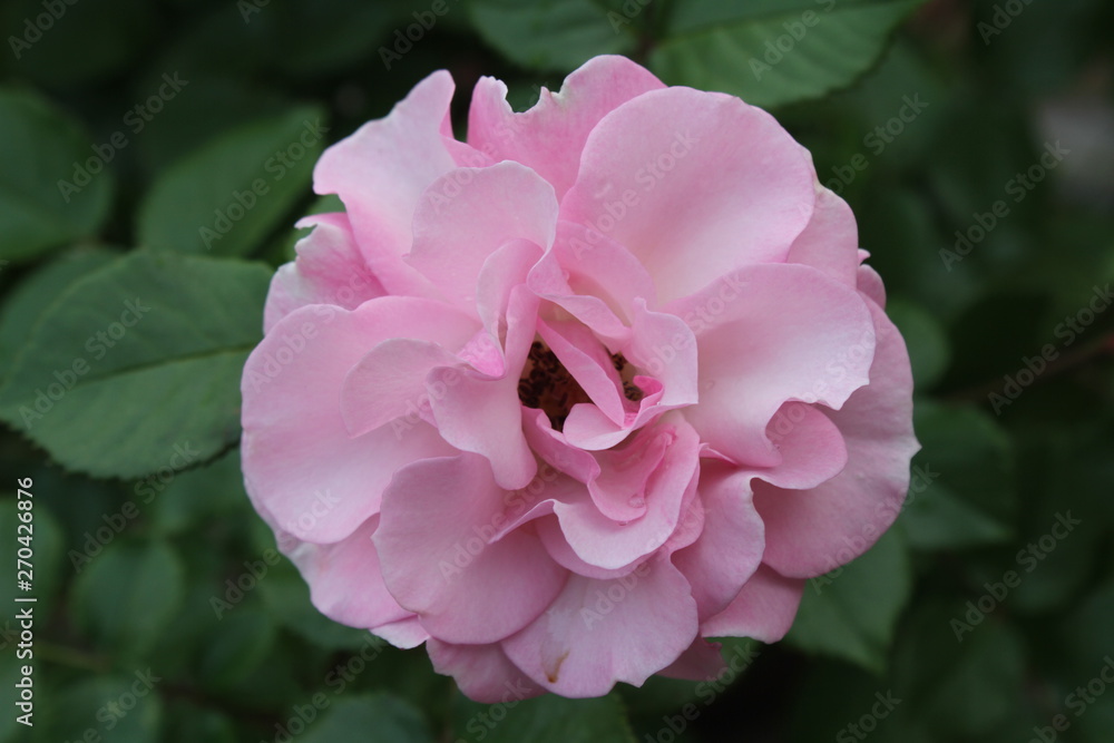 Isolated Garden Rose Isolated Garden Rose