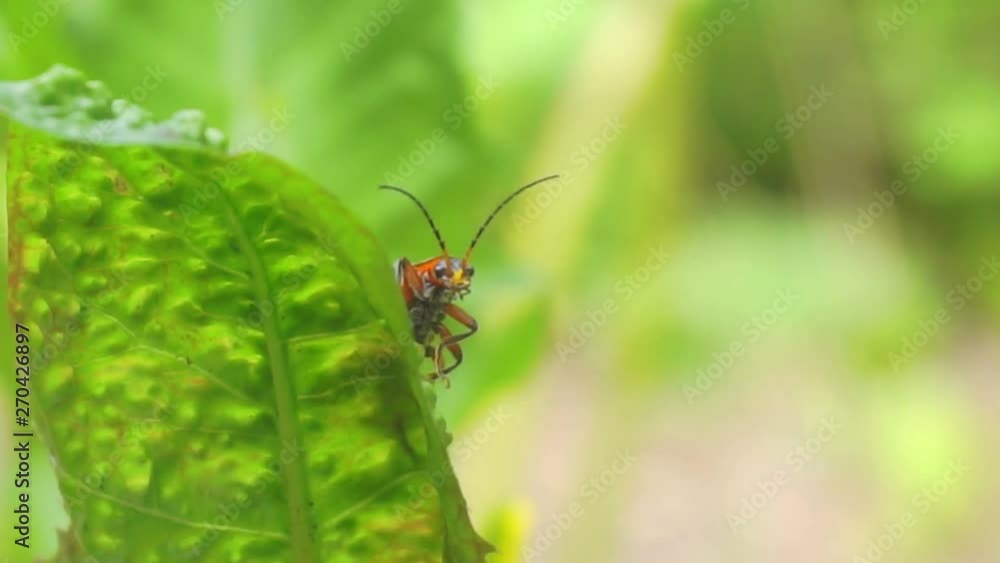 summer time.little funny mustache beetle sitting on a green leaf.excellent summer screensaver for your design.close-up.macro shooting.shallow depth of field. summer time.little funny mustache beetle sitting on a green leaf.excellent summer screensaver for your design.close-up.macro shooting.shallow depth of field.