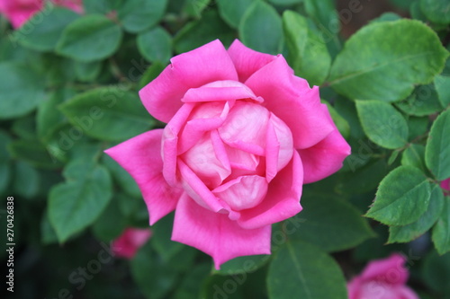 Isolated Garden Rose