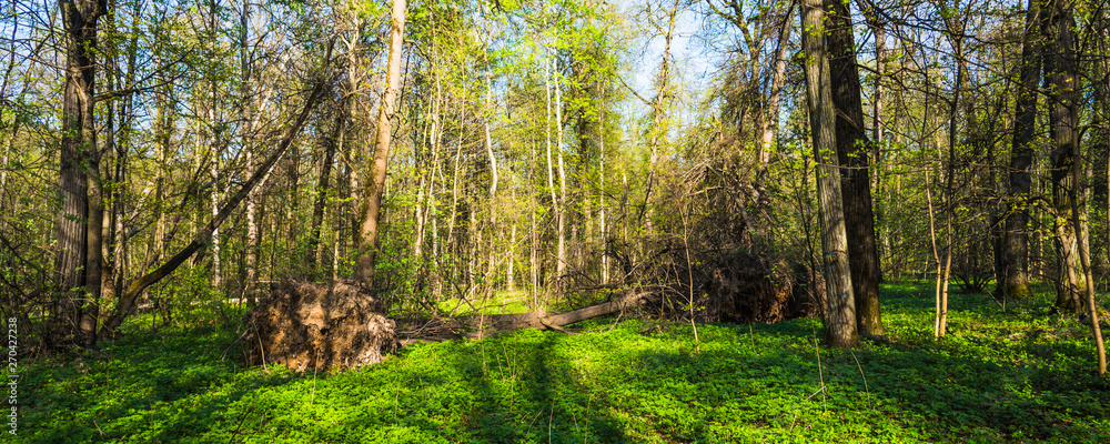 Panoramic woodland landscape with a tree fallen down by the wind. Panoramic woodland landscape with a tree fallen down by the wind.