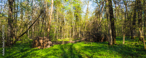 Panoramic woodland landscape with a tree fallen down by the wind.